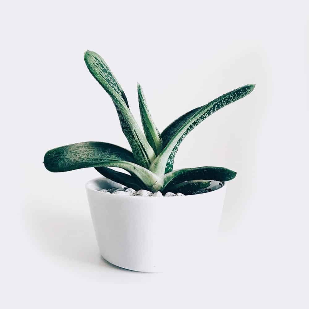 Cleistocactus